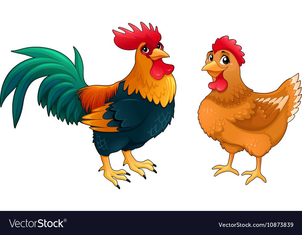 Funny Couple Of Rooster And Hen Vector Image On Vectorstock
