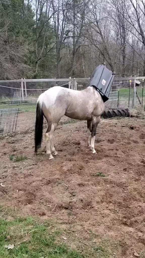 Funny horse videos😂