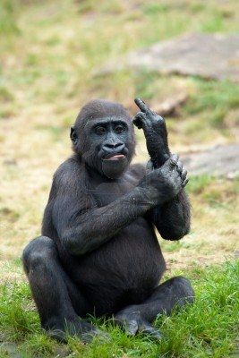 Funny Image Of A Young Gorilla Sticking Up Its Middle Finger