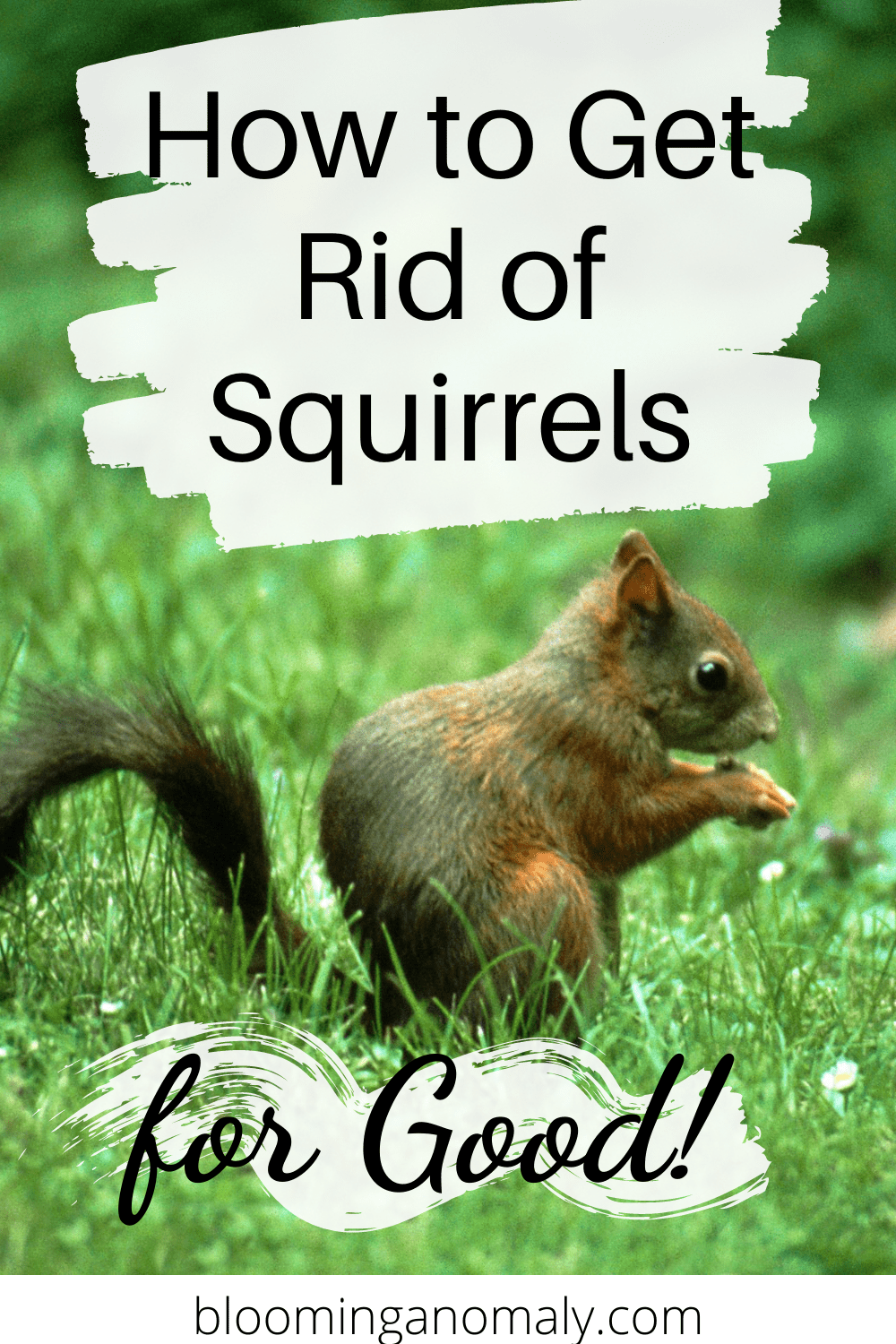 Get Rid of Squirrels