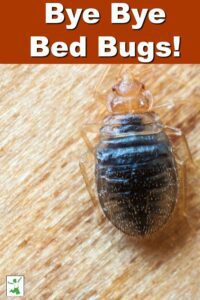 Getting Rid of Bed Bugs Naturally and Effectively HD Wallpaper