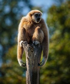Gibbon Powerpoint Templates W/ Gibbon-Themed Backgrounds