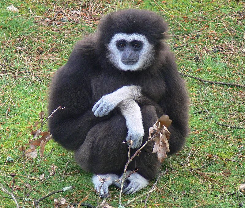 Gibbon Białoręki – Wikipedia, Wolna Encyklopedia