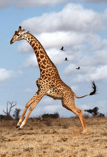 Giraffe National Geographic Images