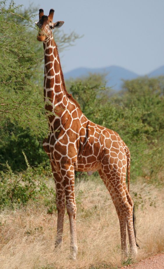 "Giraffes: The Tallest Mammals on Earth"|| "Giraffe Facts: Surprising Informatio