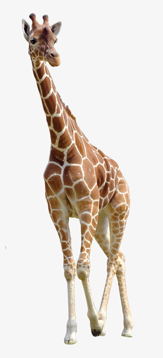 Giraffes White Transparent, Giraffe, Giraffe Clipart, Hd, Animal PNG Image For F