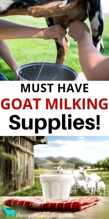 Goat Milking Supplies - The Organic Goat Lady