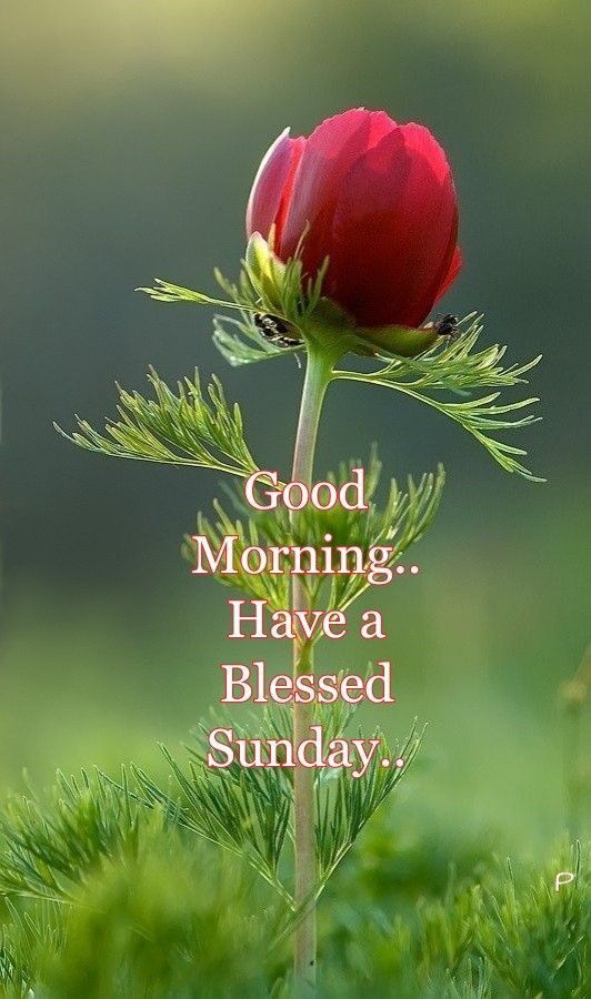 Good Morning...Have A Blessed Sunday