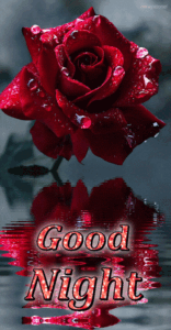 Good Night Red Rose Reflection HD Wallpaper