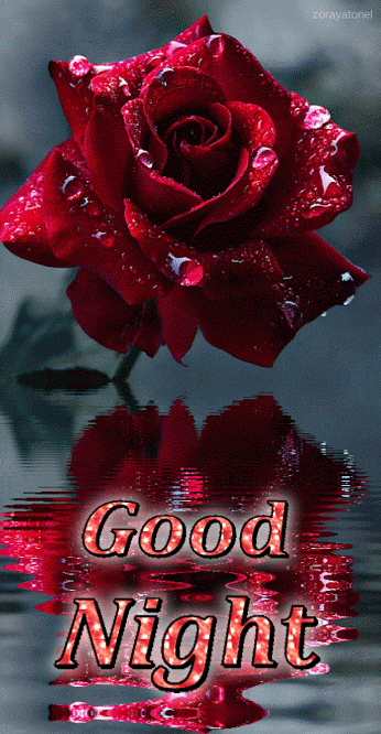 Good Night Red Rose Reflection