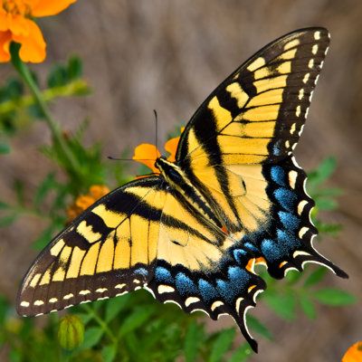 Gracie Oaks Tiger Swallowtail Butterfly By Tomh1000 - Wrapped Canvas Photograph