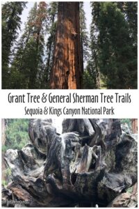 Grant Tree , General Sherman Tree Trails | fairyburger HD Wallpaper
