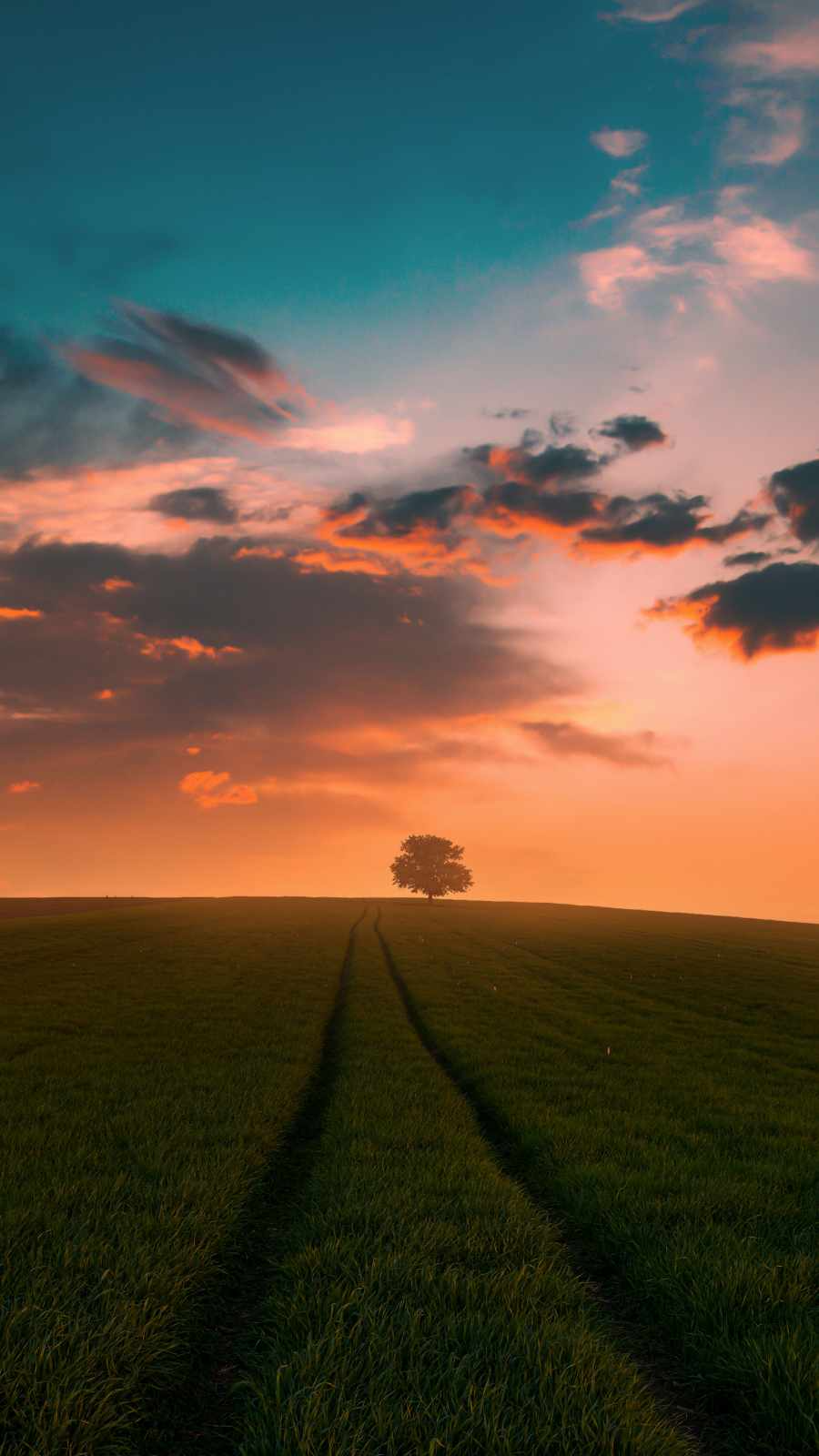 Grass Field Sunset - IPhone Wallpapers