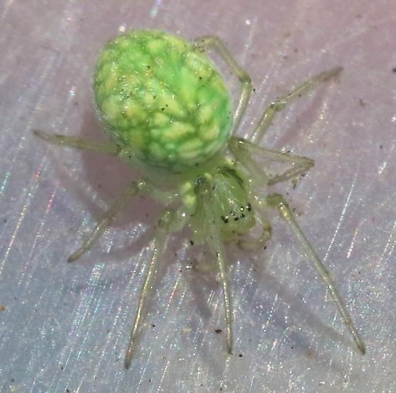 Green Spider Nigma Linsdalei Images