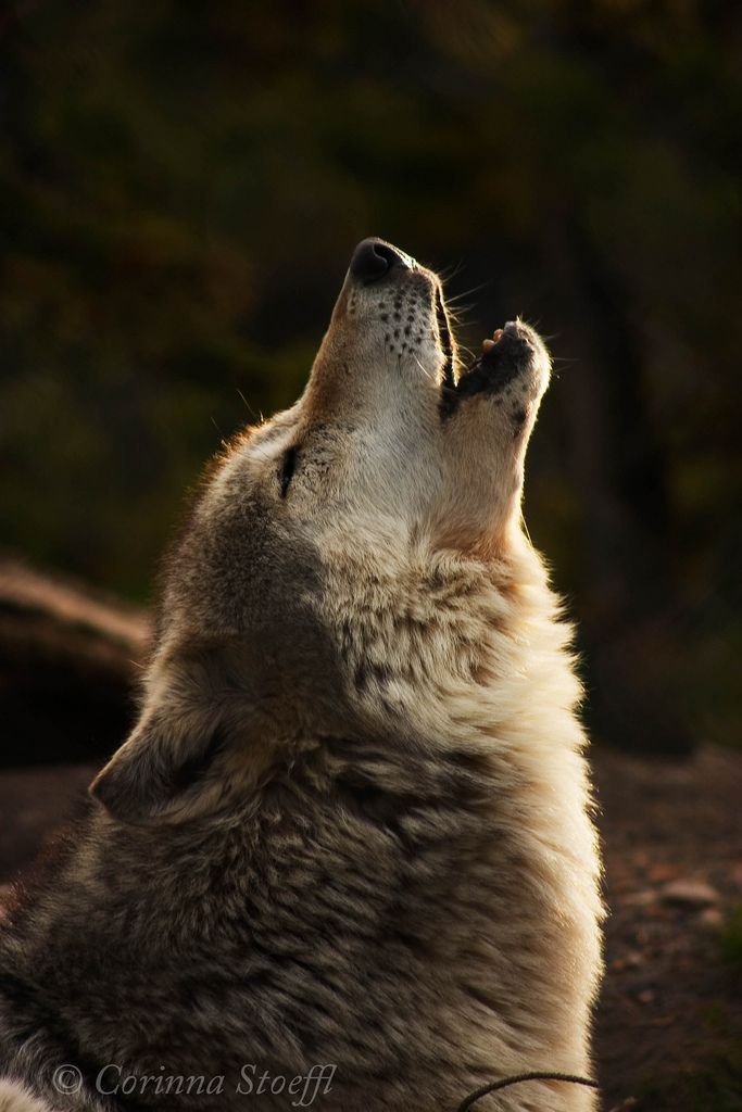 Grey Wolf Howling Images