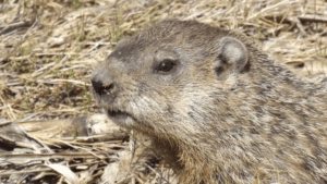 Groundhog Vs. Woodchuck | New Engl, Lexicon HD Wallpaper
