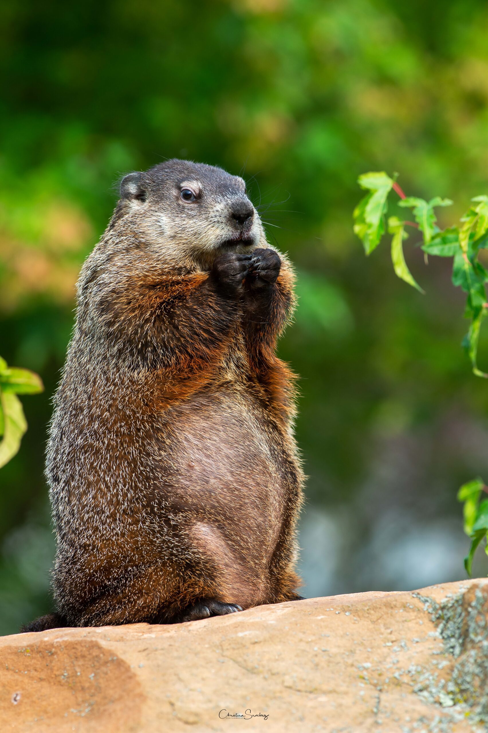 Groundhog also known as a woodchuck,  Marmota canadiense  (Marmota monax)