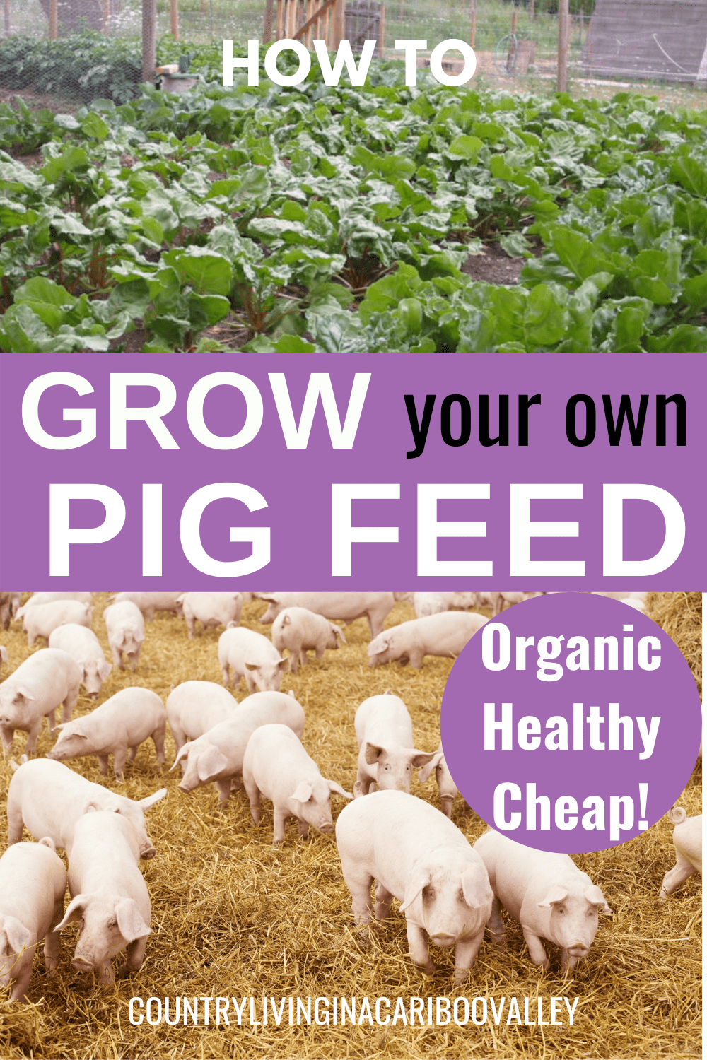 Grow Pig Food , Growing Organic Animal Feed HD Wallpaper