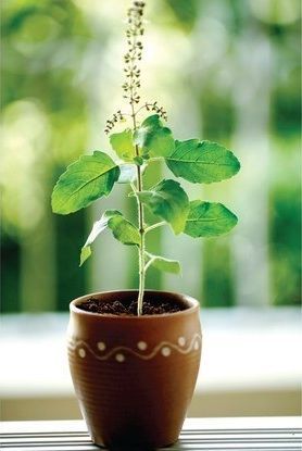 Growing Holy Tulsi Images