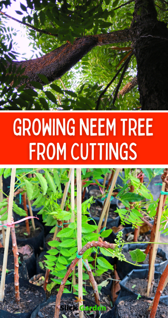 Growing Neem Tree From Cuttings