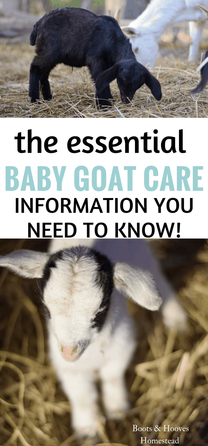 Guide to Baby Goat Care HD Wallpaper