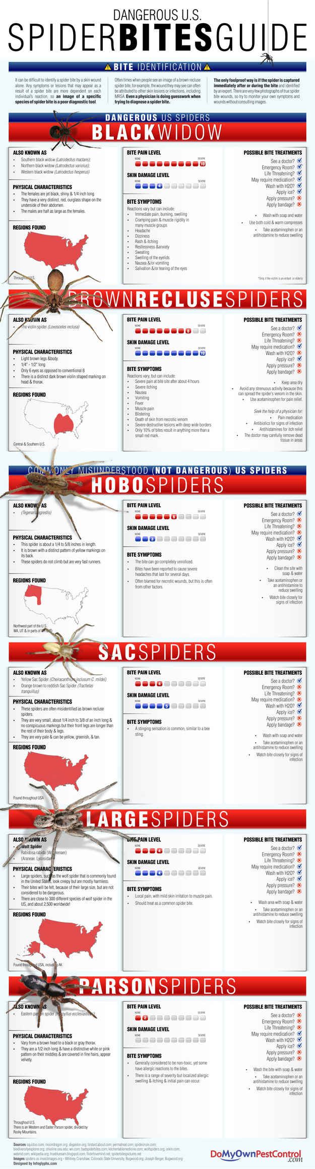 Guide to Spider Bites