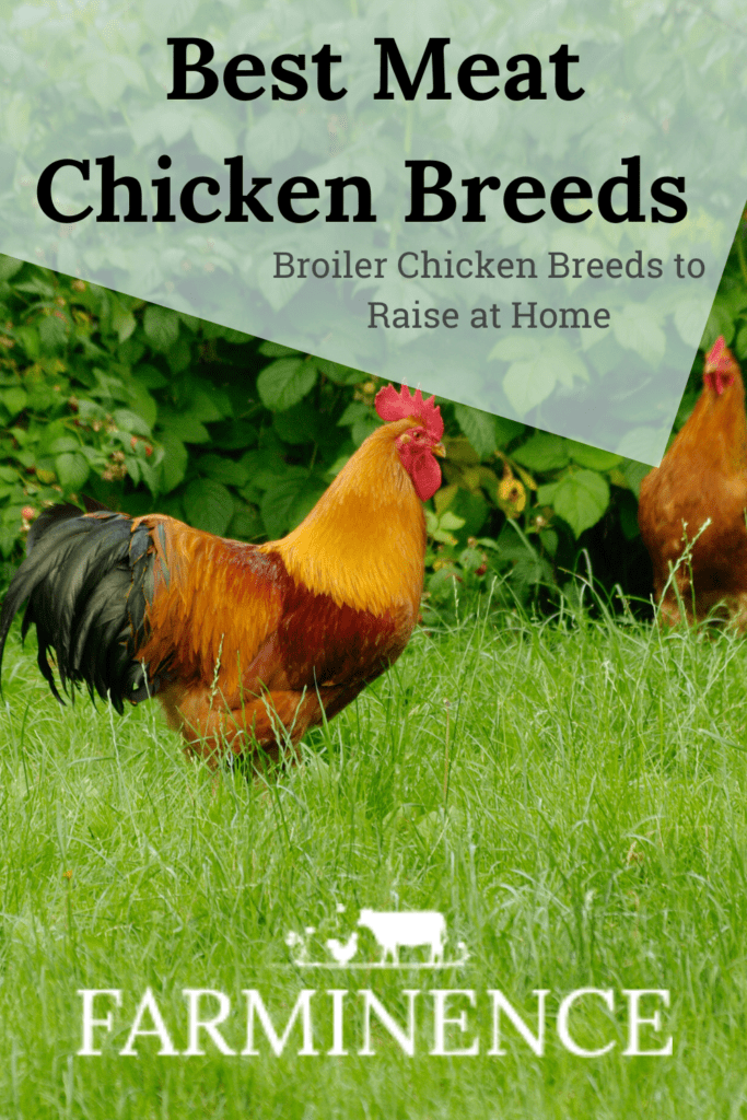 Guide To The Best Meat Chicken Breeds To Raise On Your Homestead