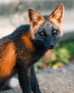 Guy Earns The Trust Of A Black And Orange Fox, Shares 20 Stunning HD Wallpaper
