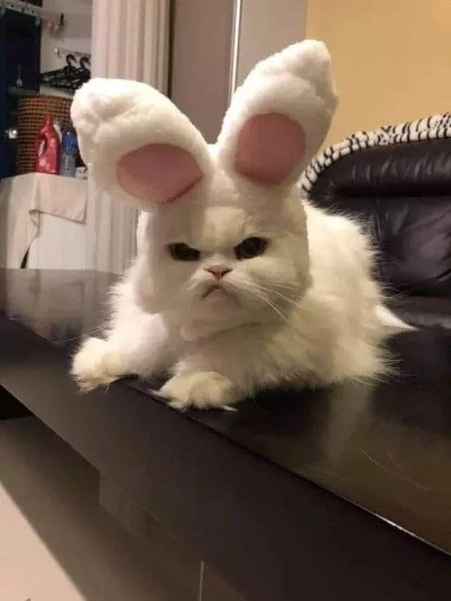HAPPY EASTER FROM MEOW MEOW - Wholesome