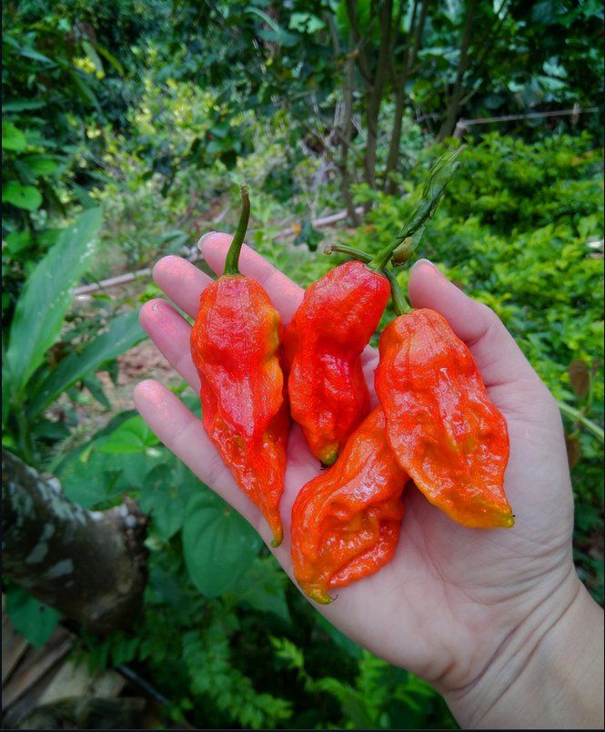 Hot Ghost Pepper Red Bhut Jolokia Capsicum Chinense 20