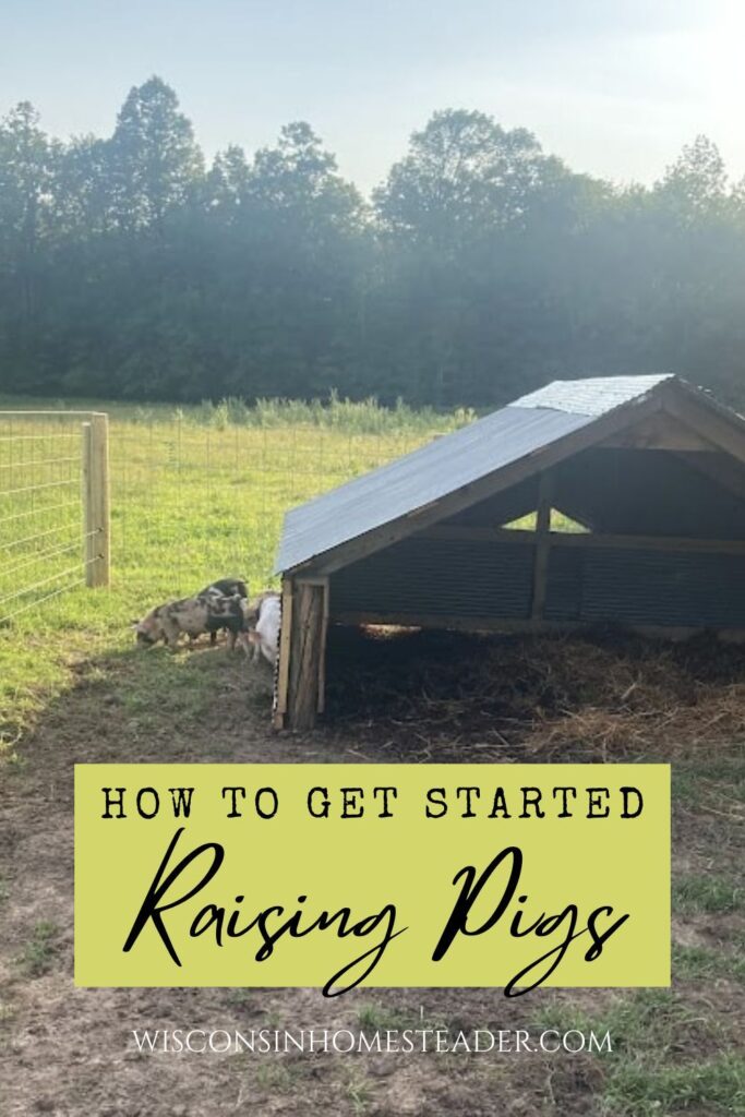 How To Get Started With Raising Pigs Images