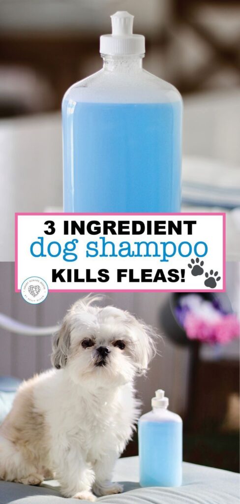How To Make Dog Shampoo Images