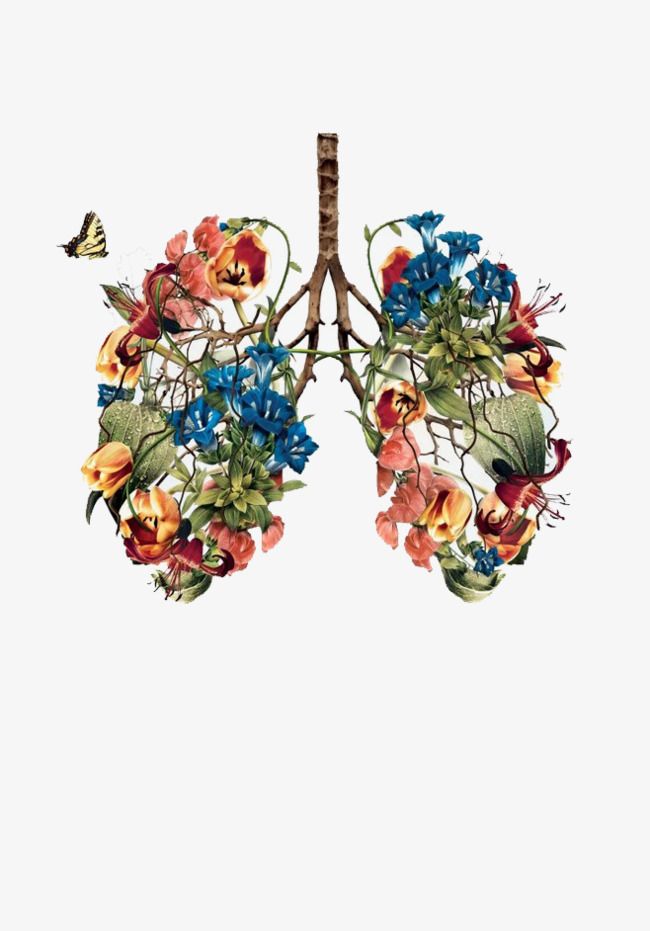 Hand Painted Plants Lungs Png Images Plants Clipart Lungs Clipart