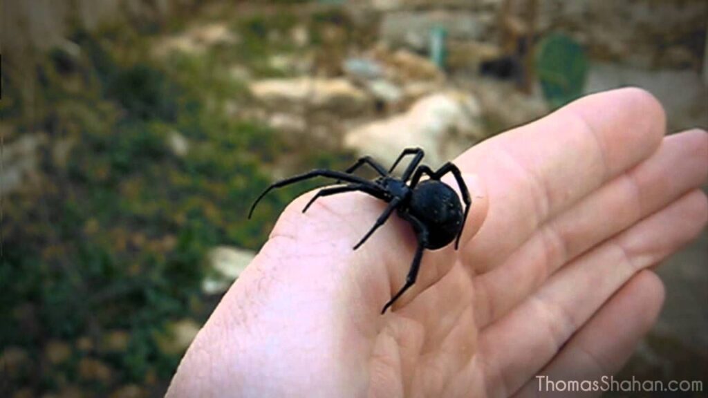 Handling A Female Black Widow Spider Latrodectus Mactans Images