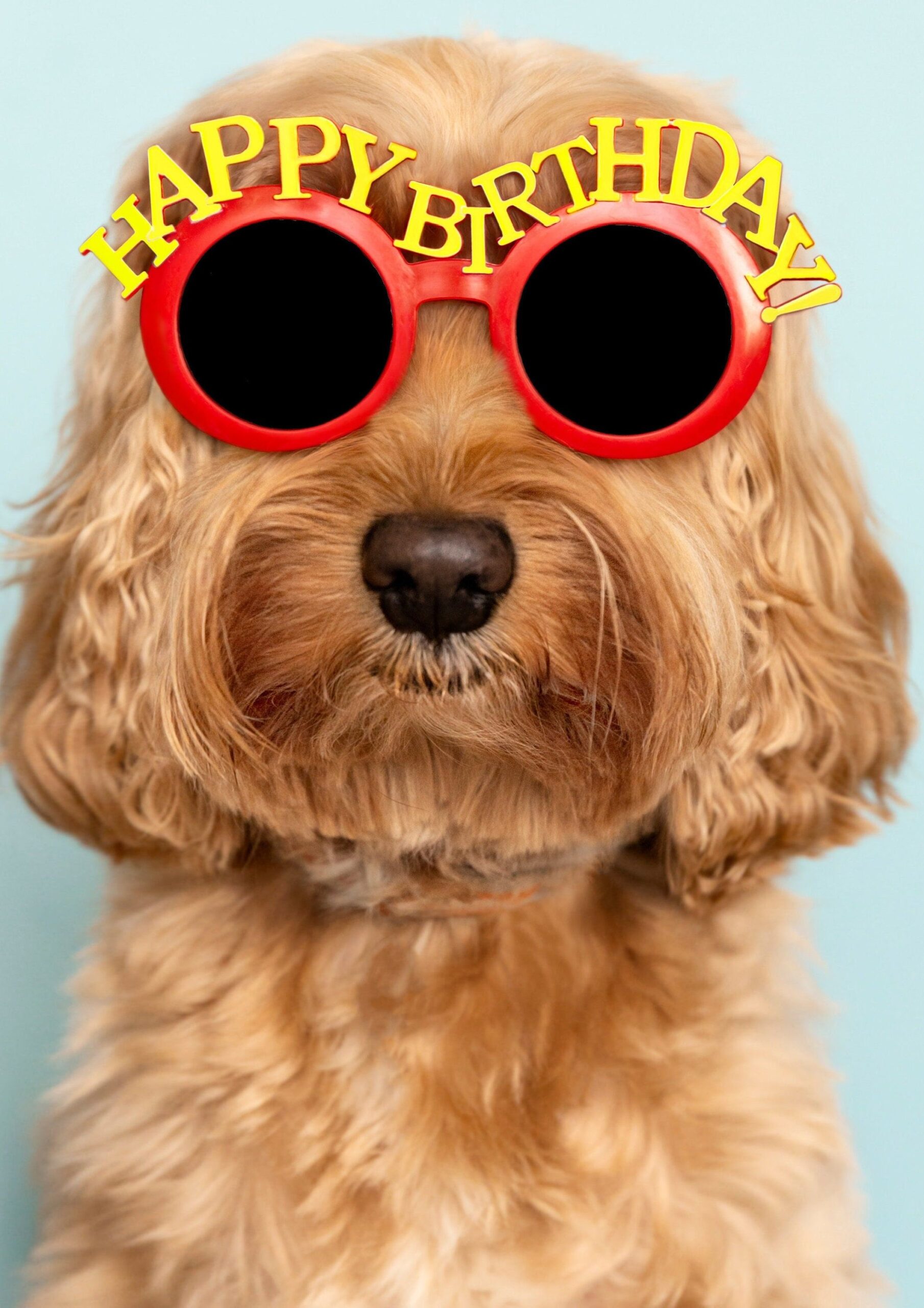 Happy Birthday Cockapoo Greeting Card, Cute Dogs, Cocker Spaniel, Poodle