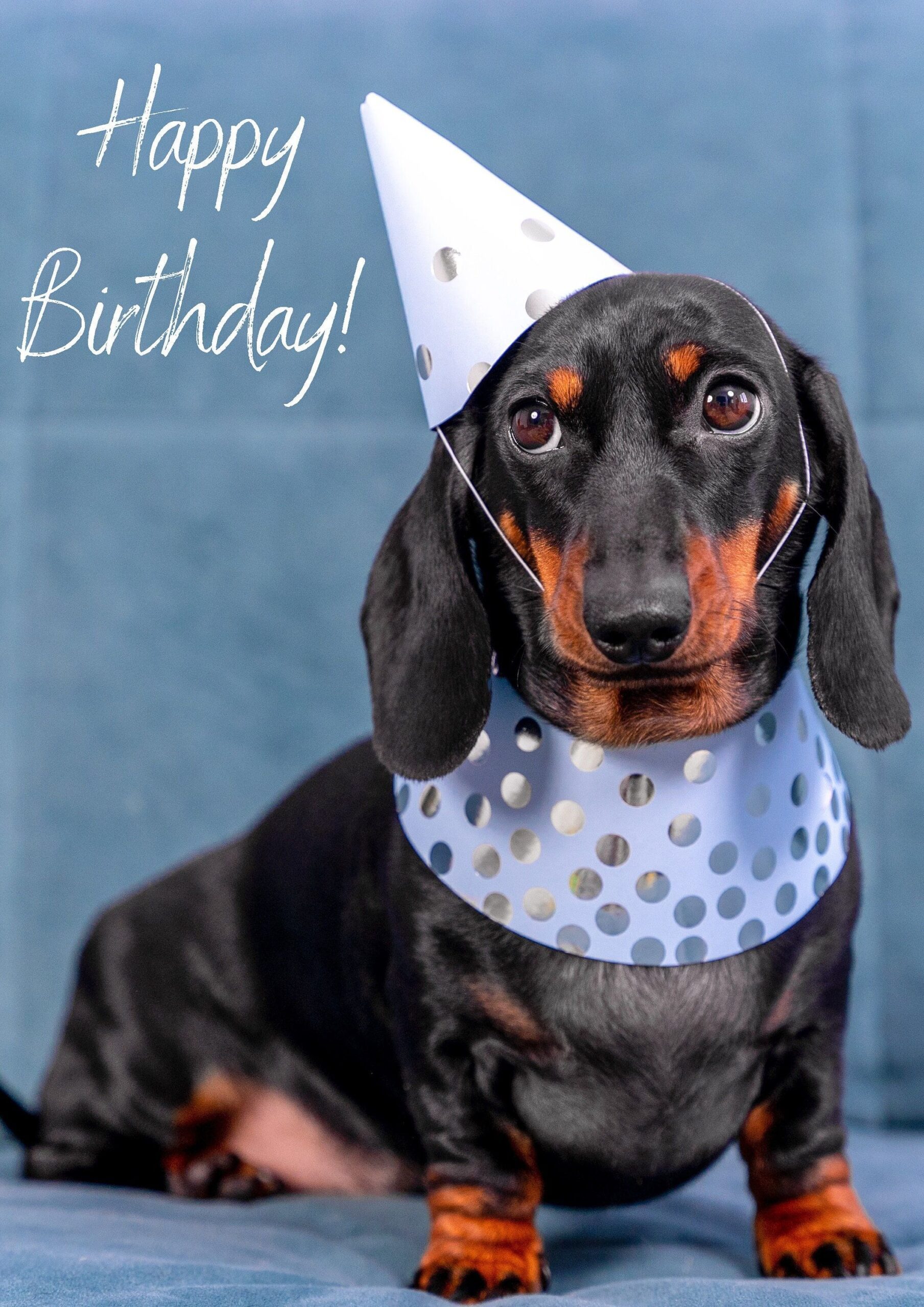 Happy Birthday Party Dachshund Greeting Card, Cute Dogs, Sausage dog