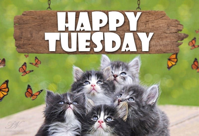 Happy Tuesday – Enjoy Among Friends