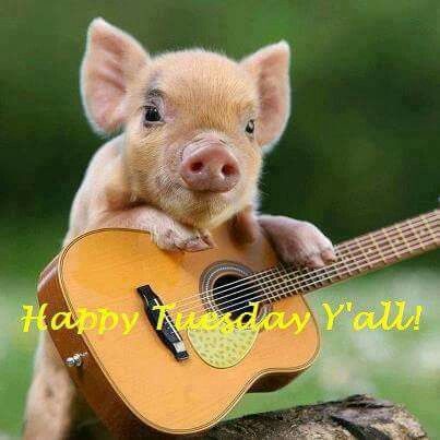 Happy Tuesday piggy