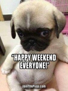 Have a Great Weekend • Join The Pugs HD Wallpaper