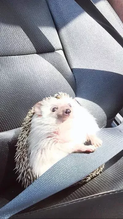 Hedgehog ready for a ride - 0mango
