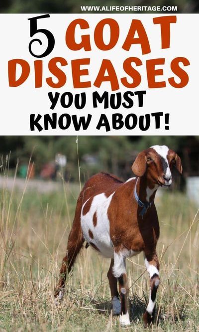 Help Your Sick Goat!