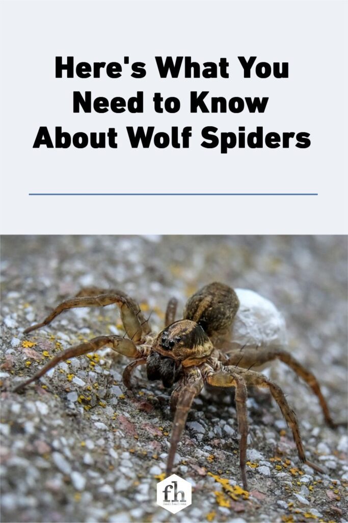 Here'S What You Need To Know About Wolf Spiders