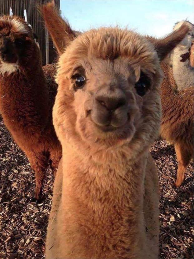 Here’s a smiling alpaca if you haven’t seen one yet.
