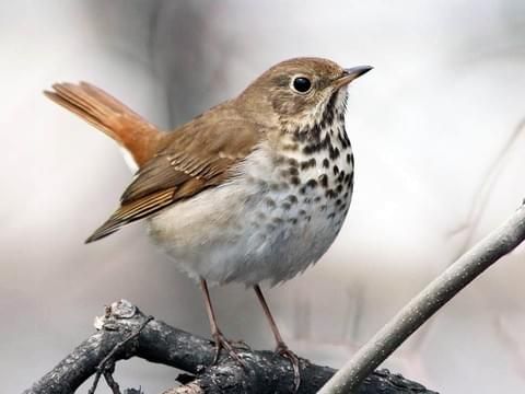 Hermit Thrush Overview, All About Birds, Cornell Lab of Ornithology