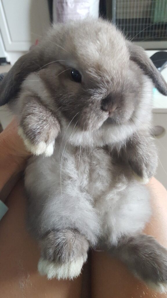 Holland Lop Rabbits For Sale | St. Augustine, Fl #275102