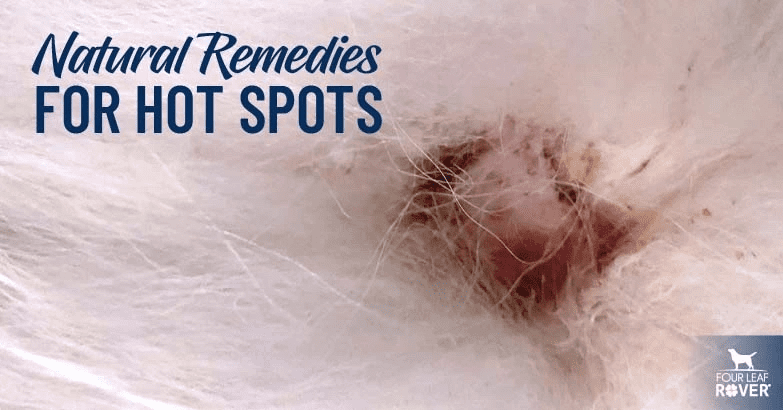 Home Remedies For Hot Spots On Dogs