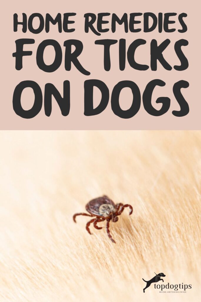 Home Remedies For Ticks On Dogs Images