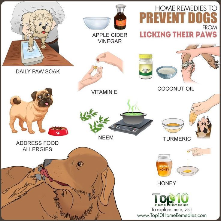 Home remedies to prevent dogs from licking their paws