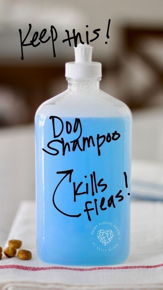 Homemade Dog Shampoo Recipe That Kills Fleas Images