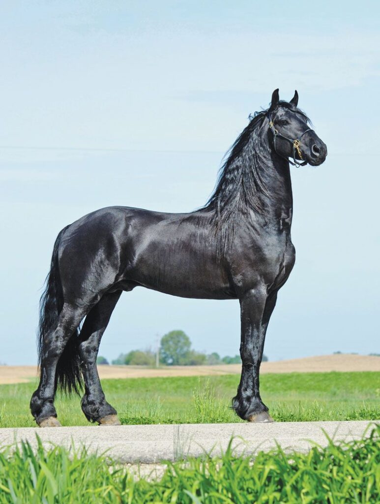 Horse Breed Profile The Friesian Images